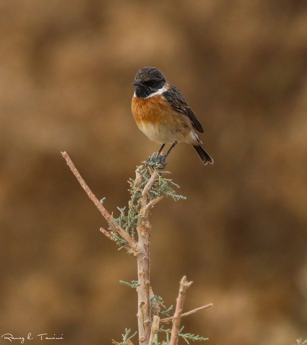 Taşkuşu - ML646194016