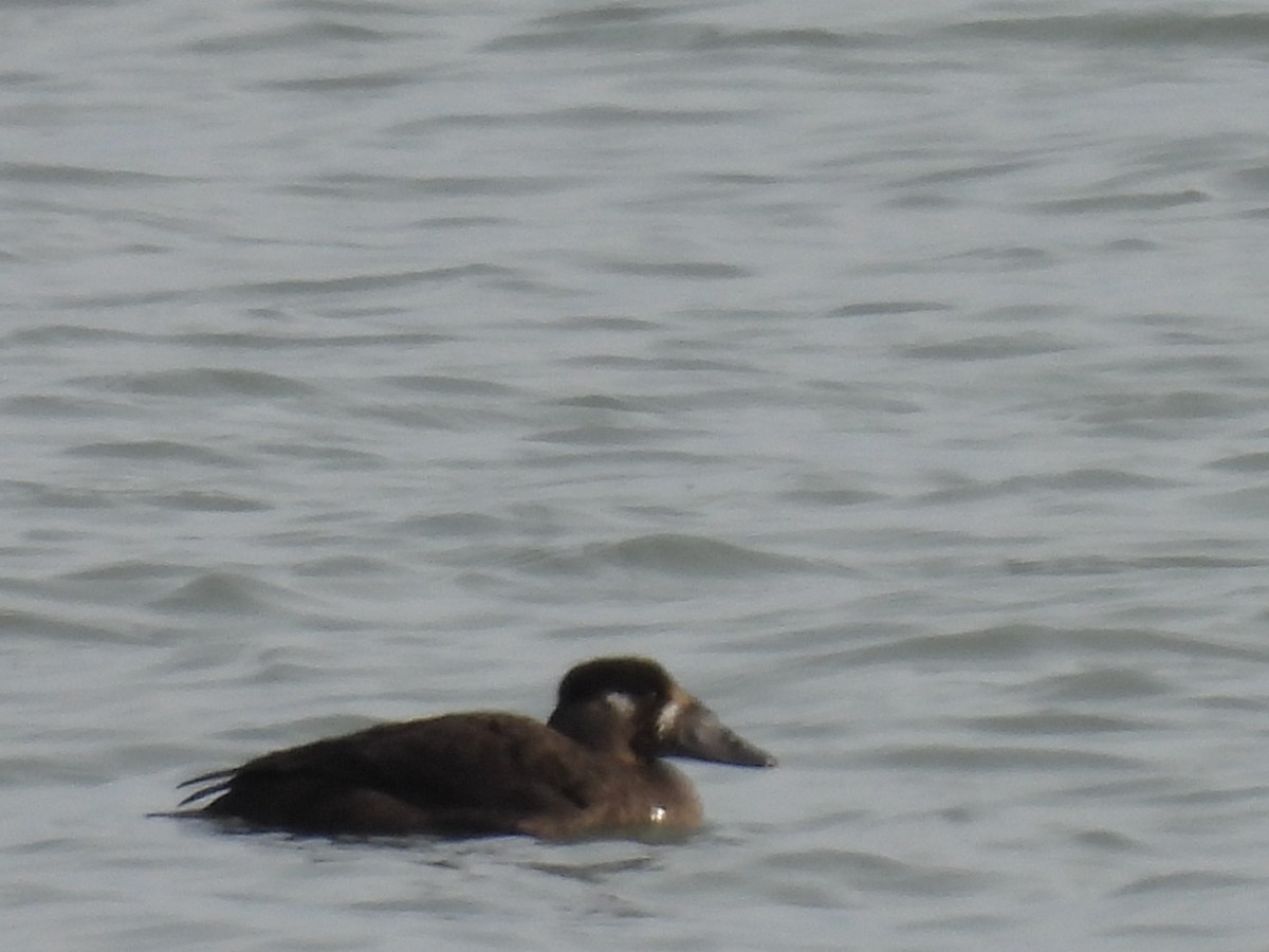 Yamalı Ördek - ML646194017