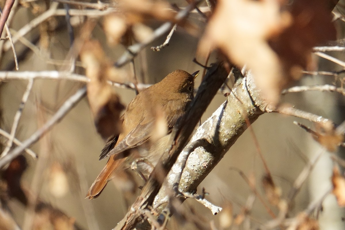 Hermit Thrush - ML646194018
