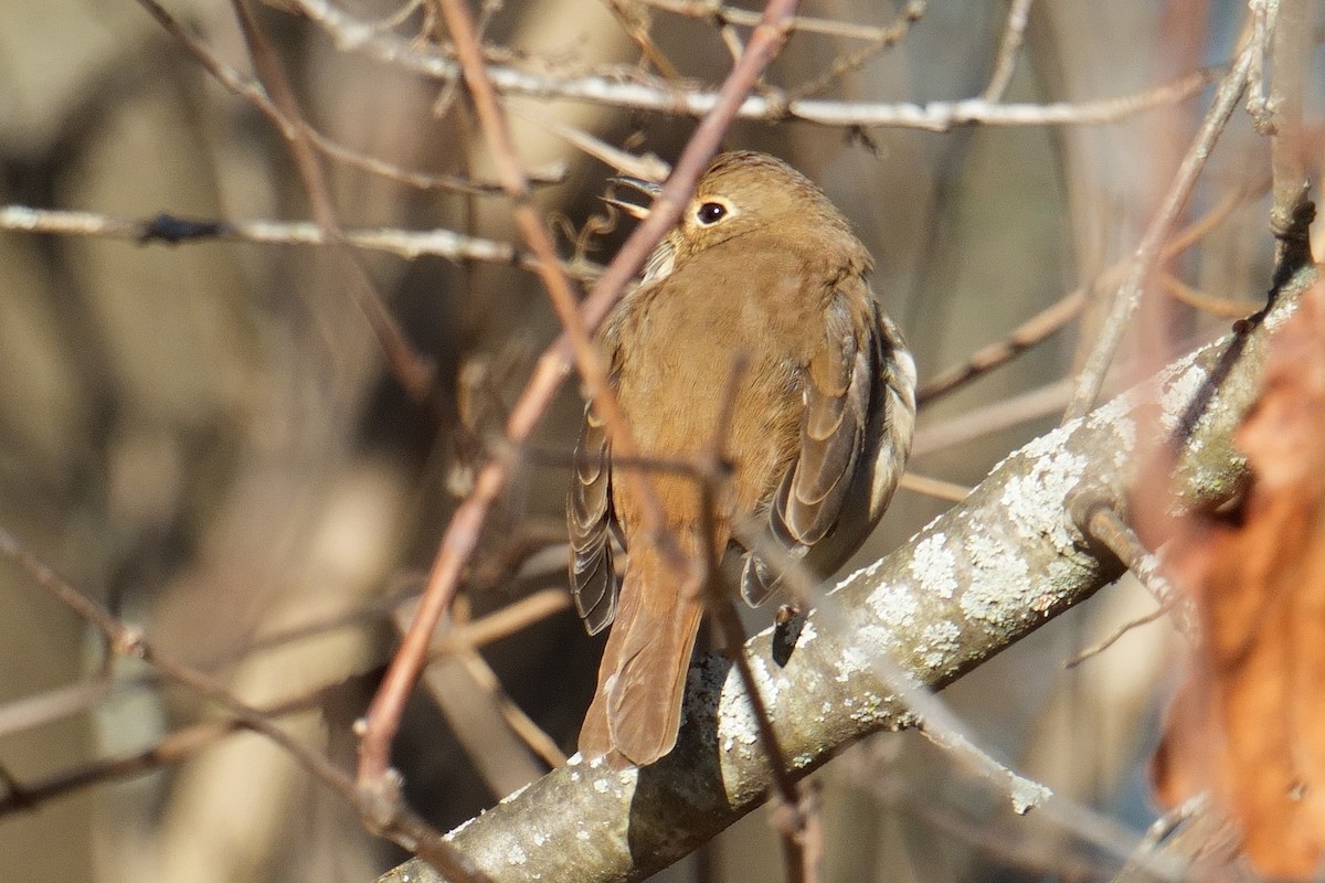 Hermit Thrush - ML646194019