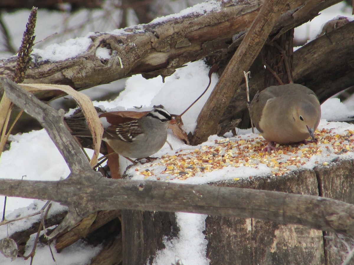 Porsuk Serçesi - ML646194020