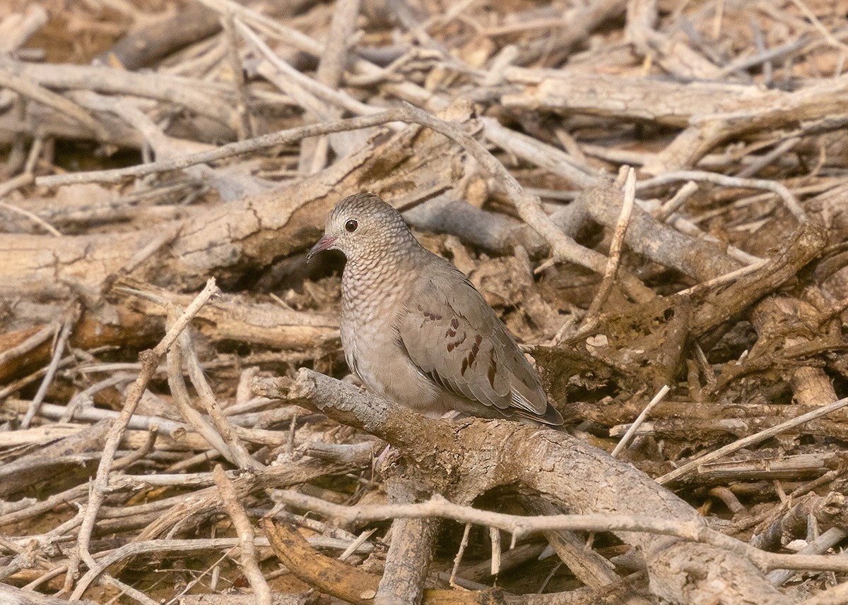 Serçe Kumrusu - ML646194021