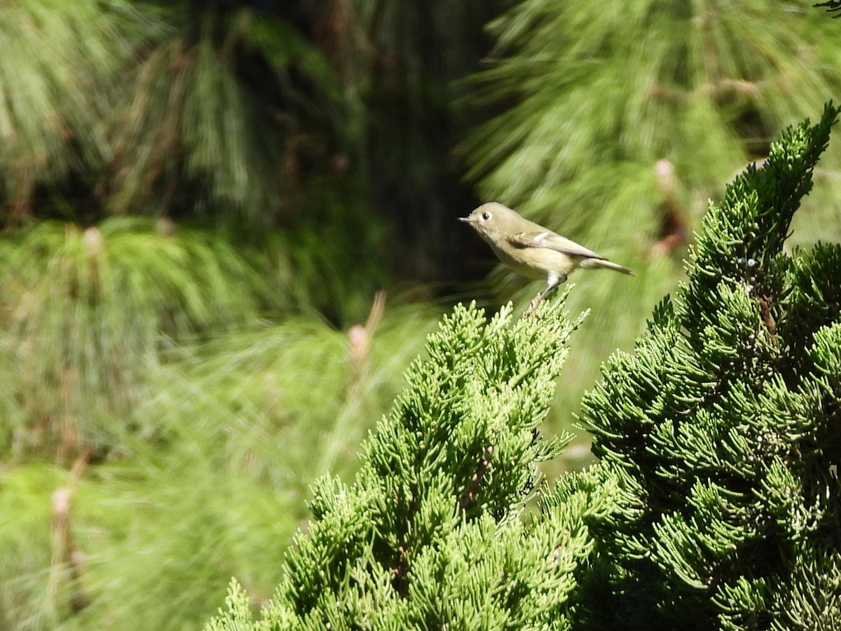 Gözlüklü Çalıkuşu - ML646194023