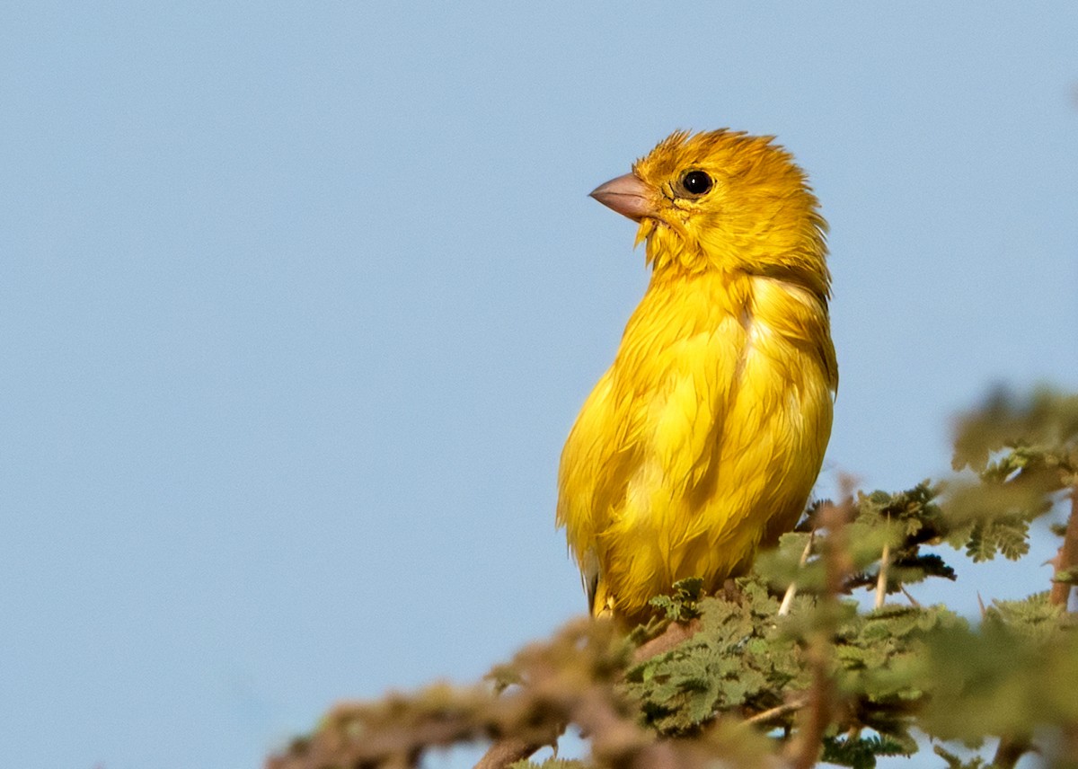 Arabistan Altın Serçesi - ML646194024