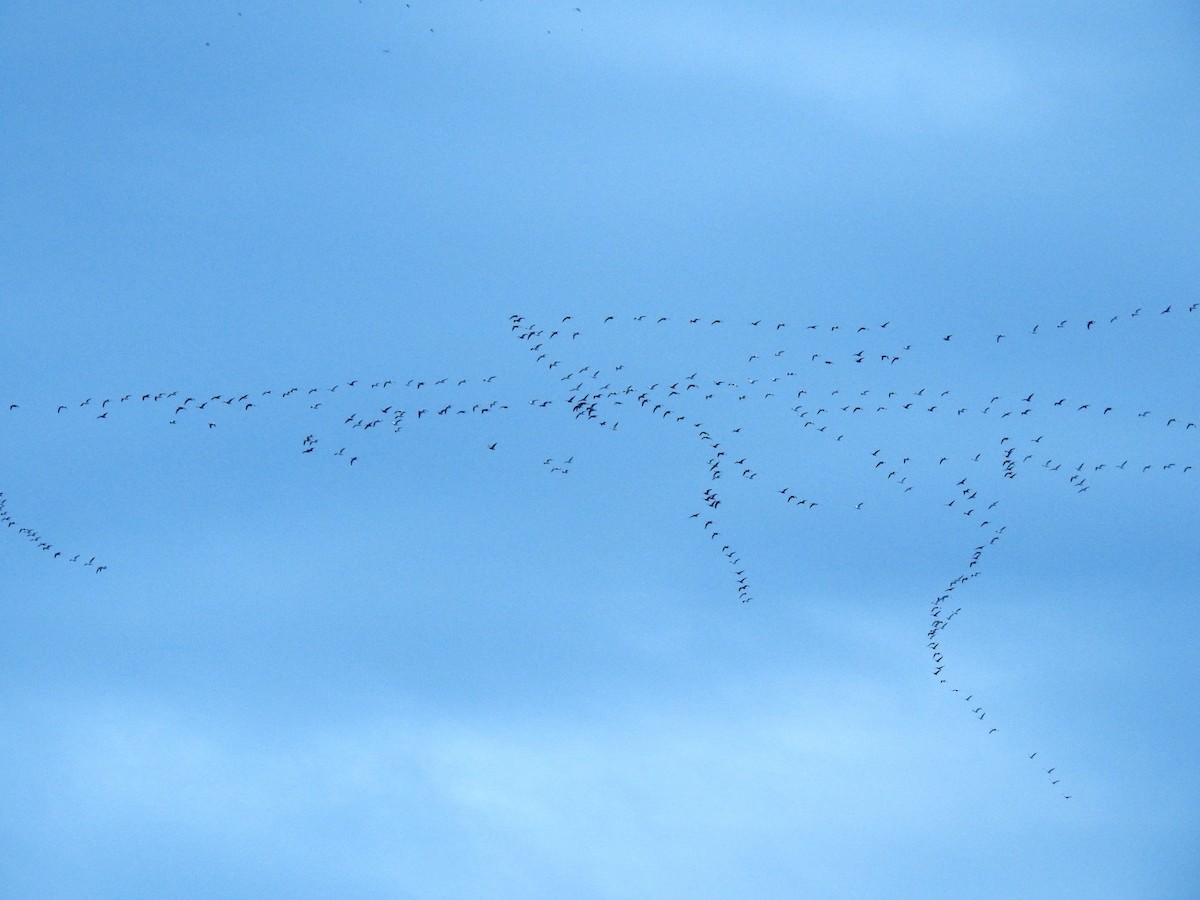 Kar Kazı - ML646194025