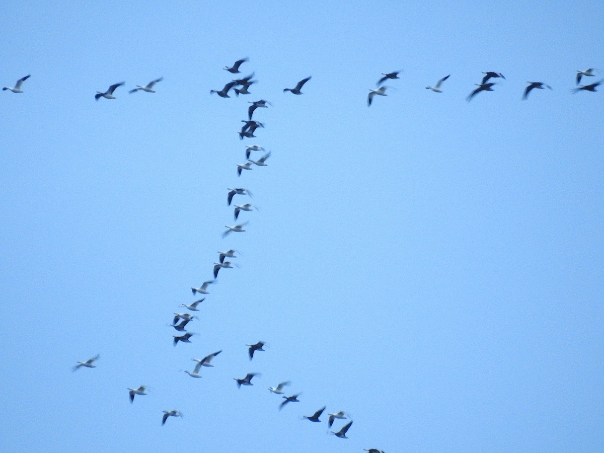 Kar Kazı - ML646194027