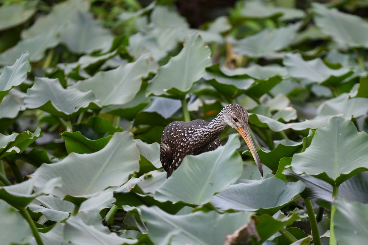 Turnayelvesi - ML646194028