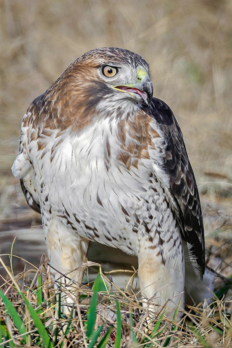 Kızıl Kuyruklu Şahin - ML646194029