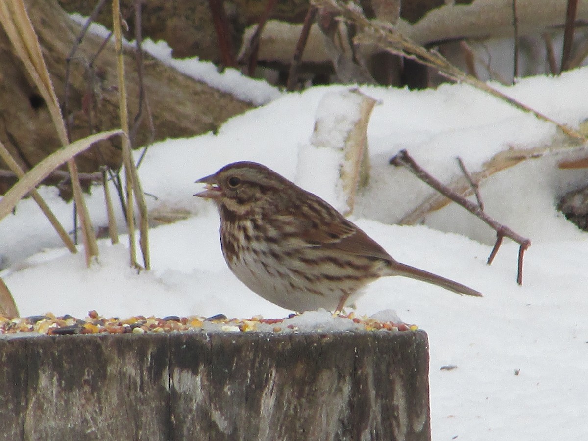 Ötücü Serçe - ML646194030