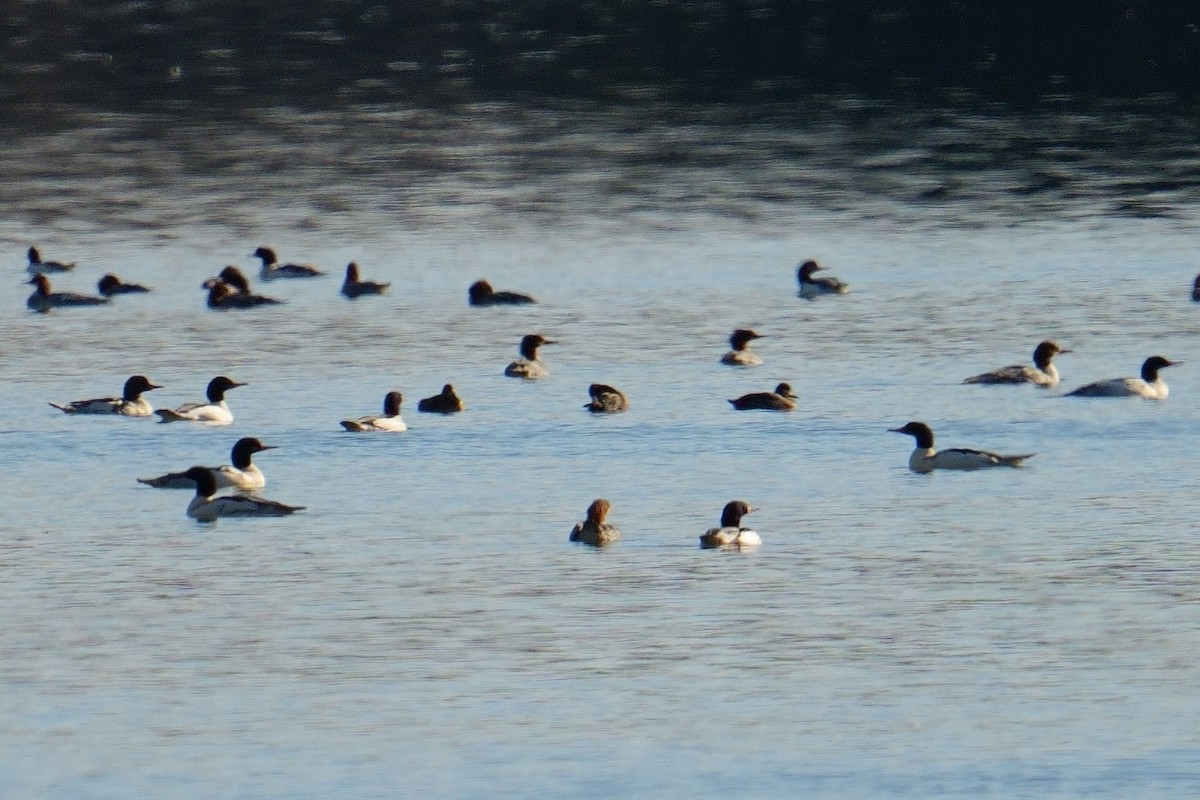 Common Merganser - ML646194031