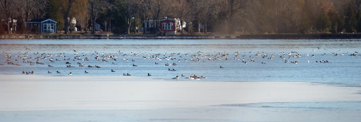 Common Merganser - ML646194032
