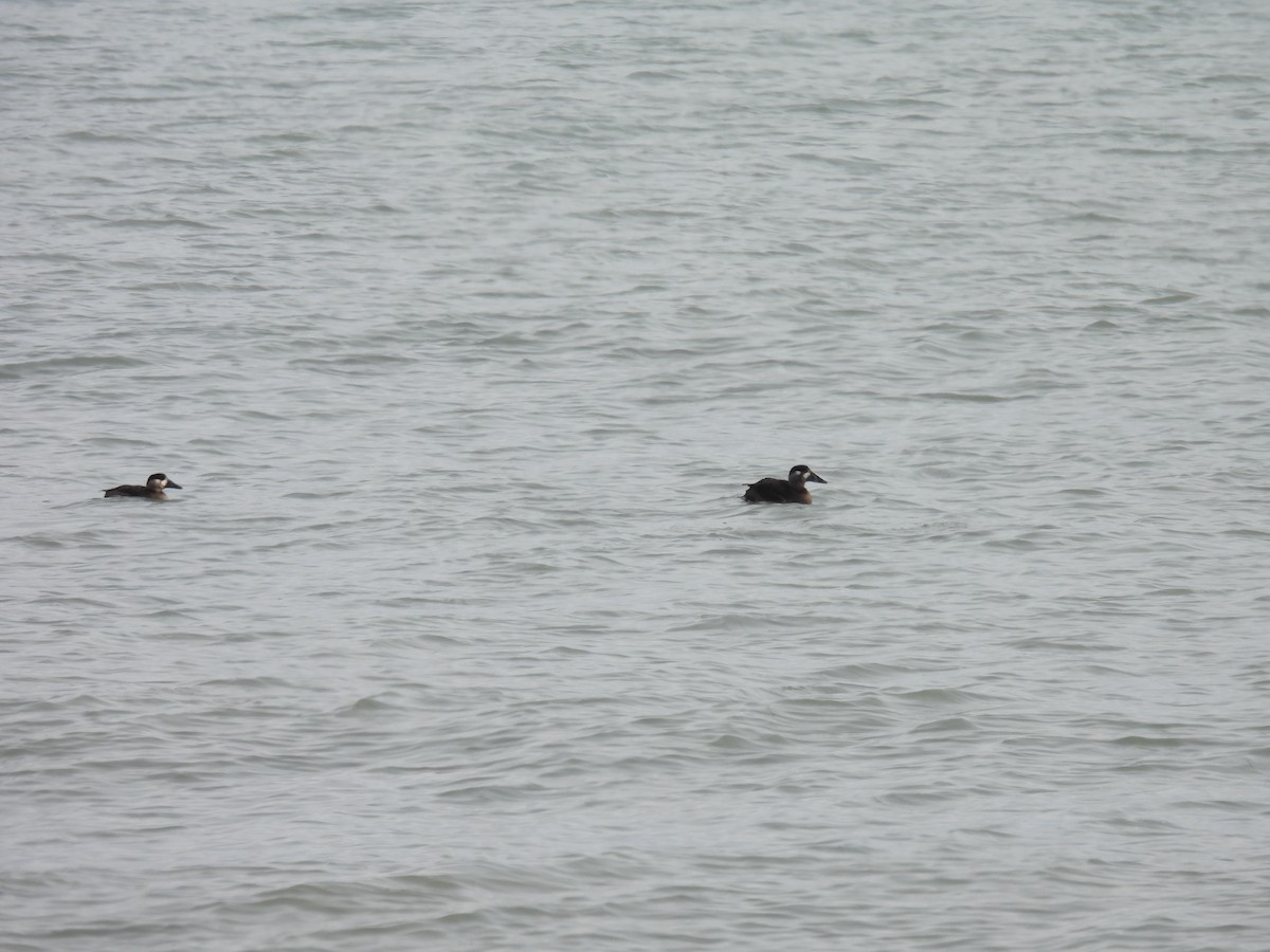 Yamalı Ördek - ML646194035