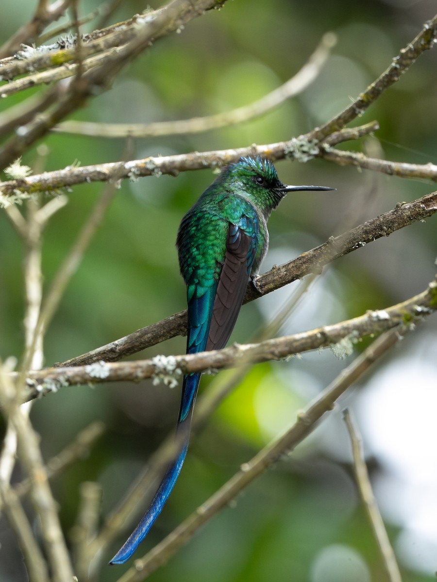 Gök Kuyruklu Ormanperisi - ML646194036