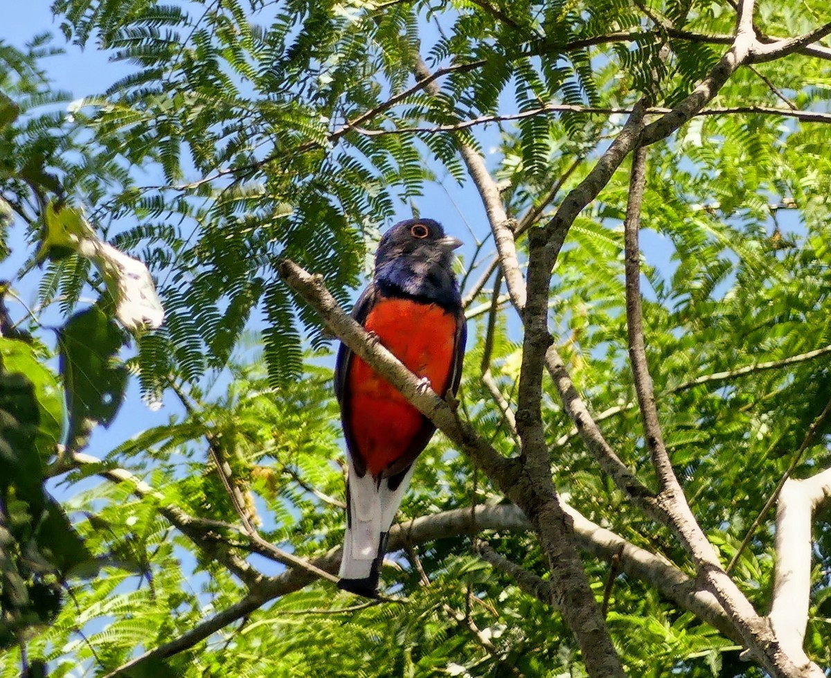 Surukua Trogonu - ML646194037
