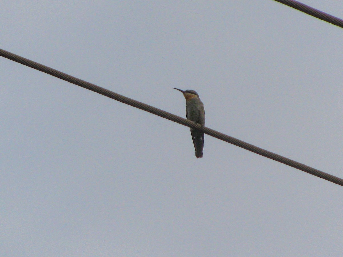 Yeşil Arıkuşu - ML646194038