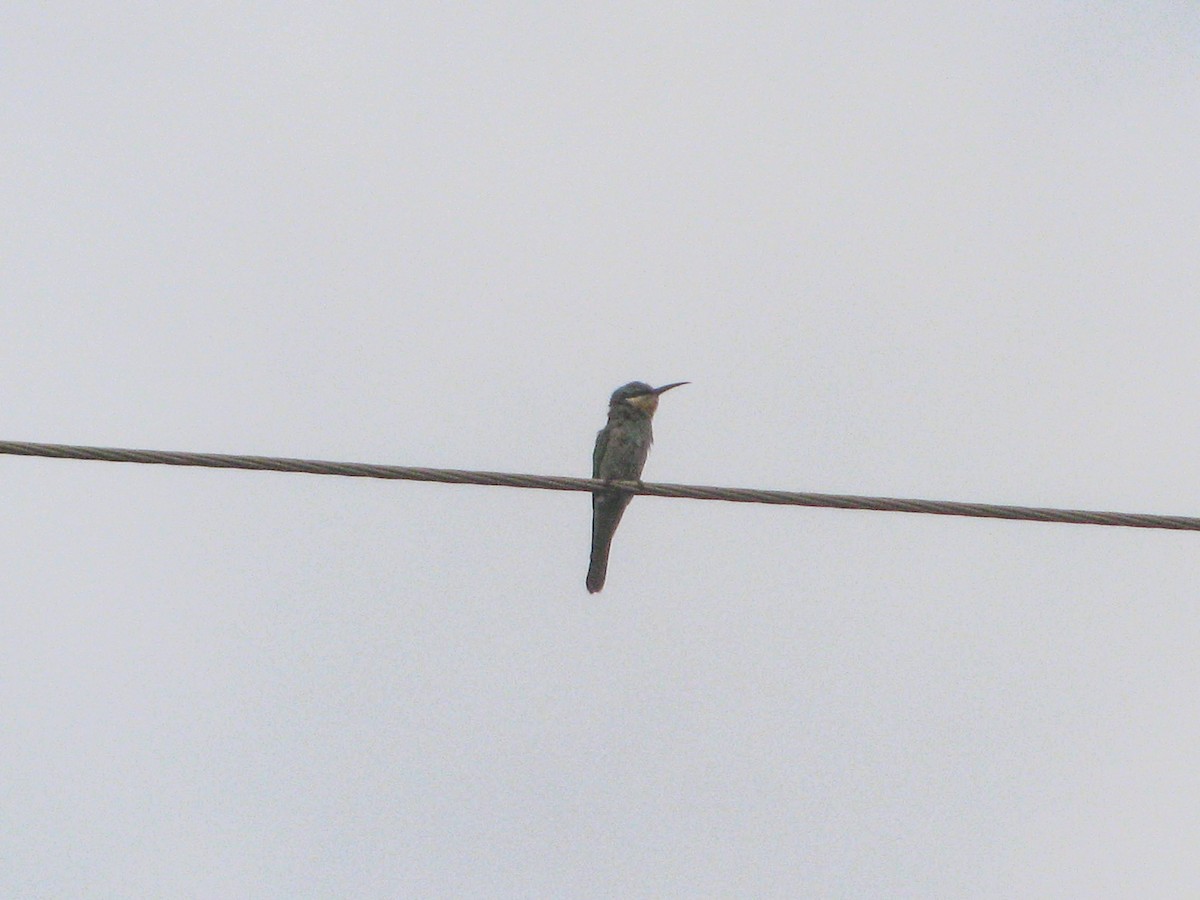 Yeşil Arıkuşu - ML646194039