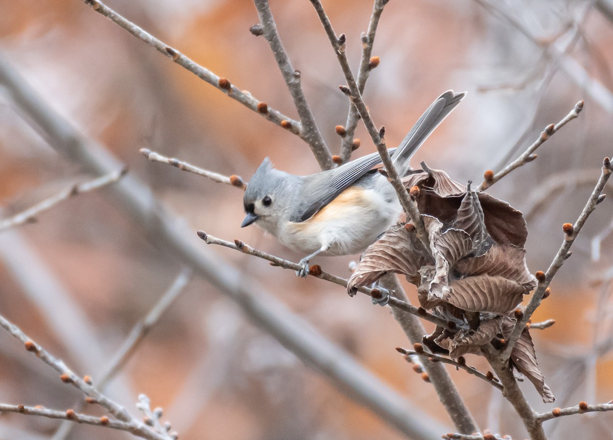 Ak Tepeli Baştankara - ML646194040