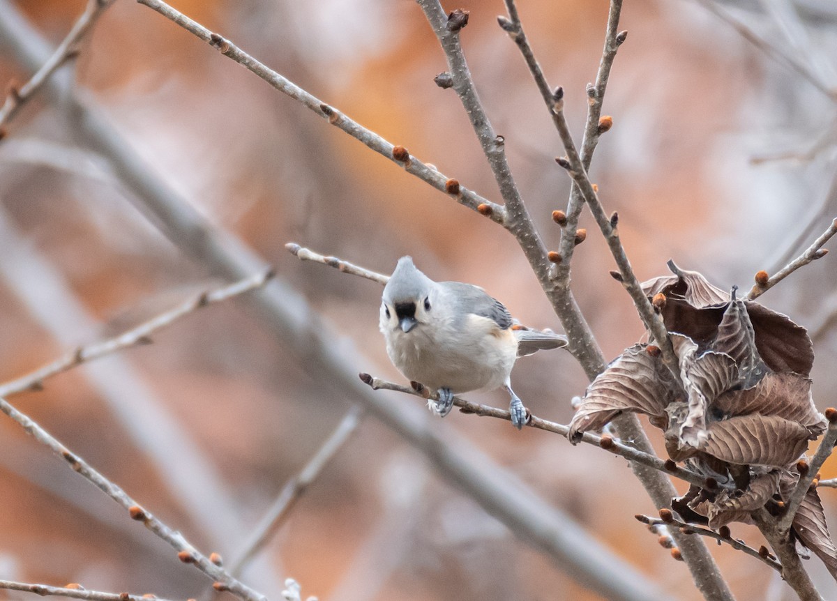 Ak Tepeli Baştankara - ML646194041