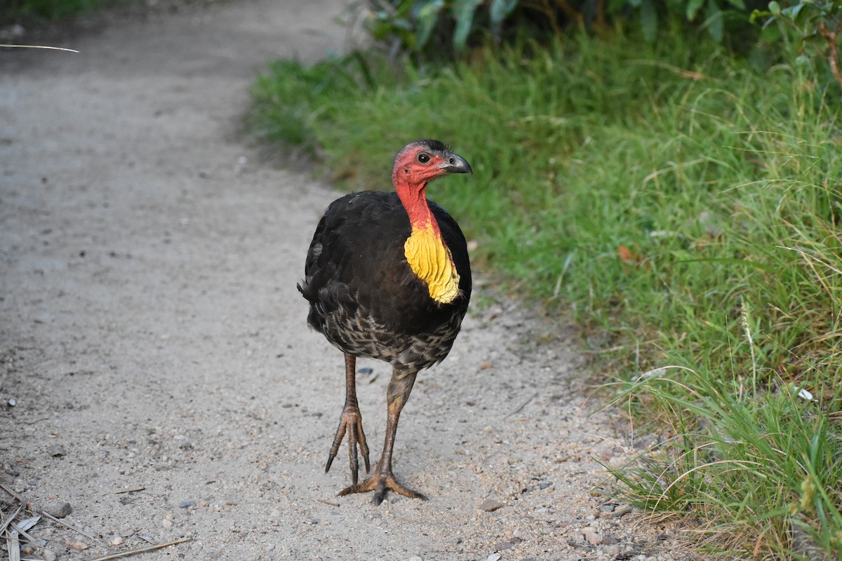 Hindi Megapodu - ML646194042