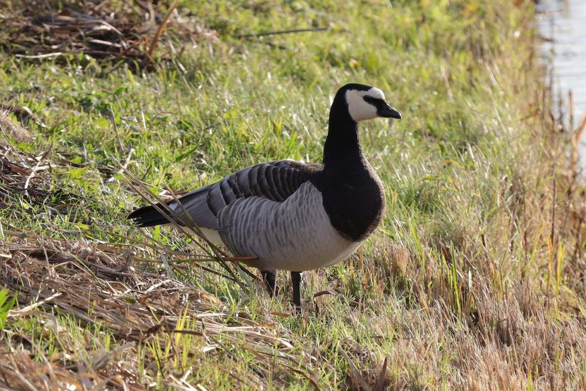 Ak Yanaklı Kaz - ML646194044