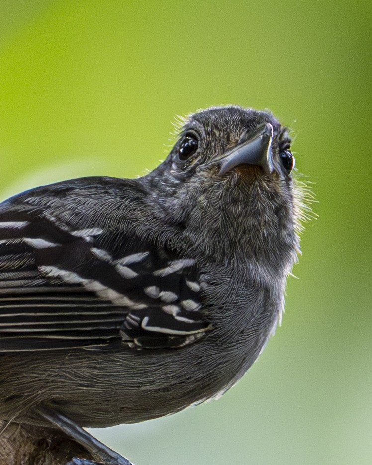 Kara Tepeli Gri Karıncaavcısı - ML646194045