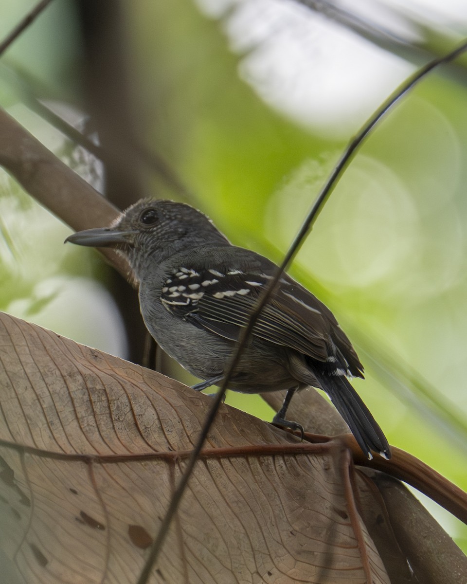 Kara Tepeli Gri Karıncaavcısı - ML646194046