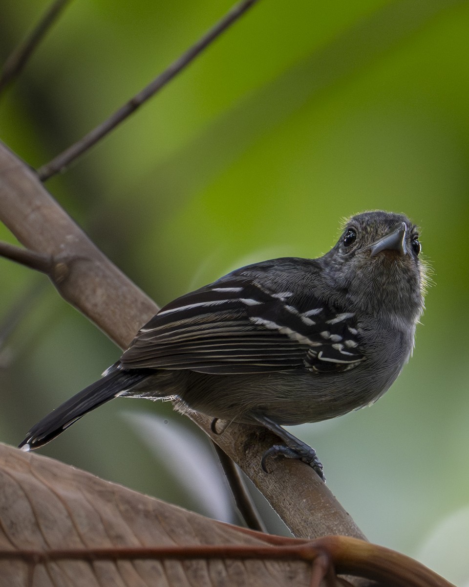 Kara Tepeli Gri Karıncaavcısı - ML646194047