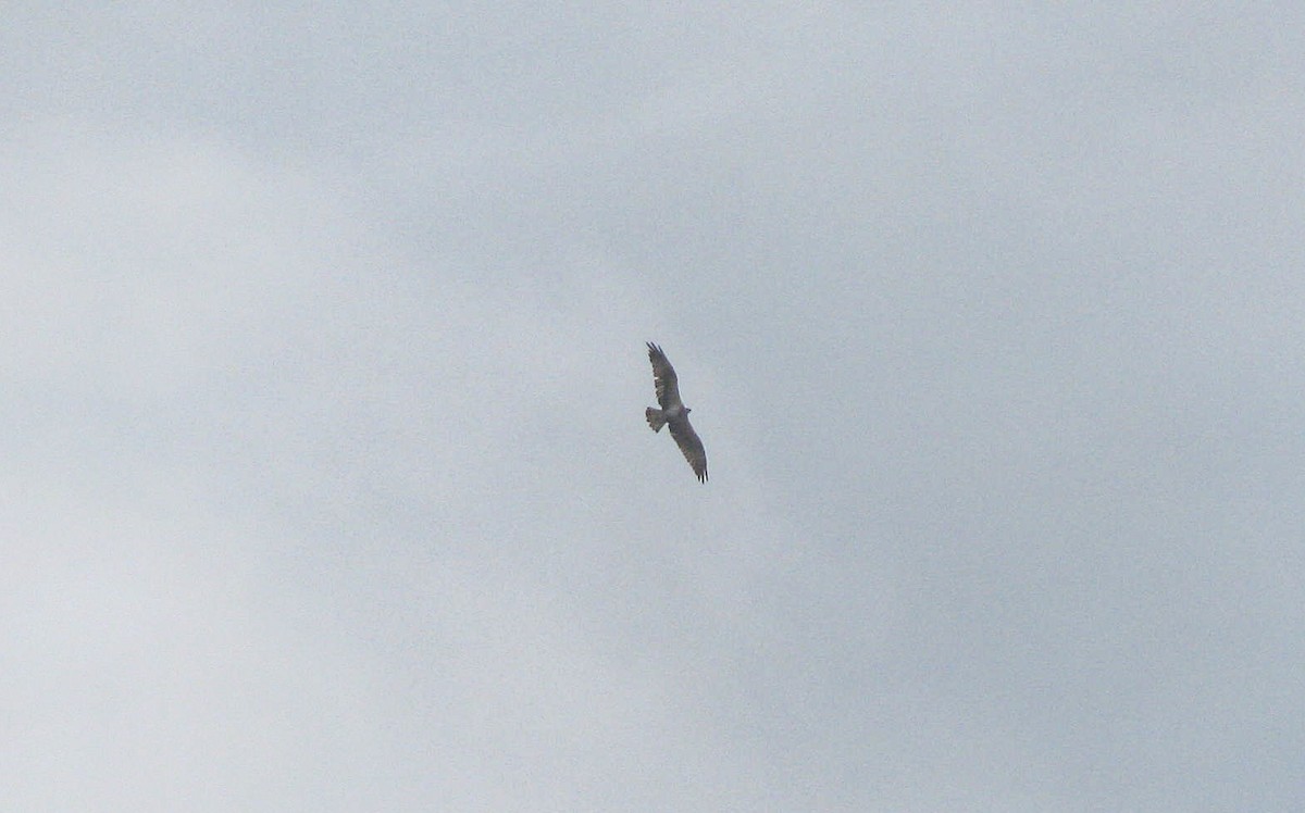 orlovec říční - ML646194048