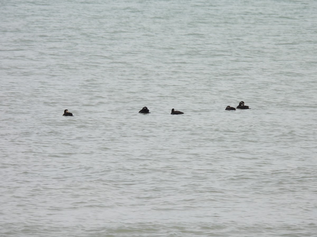 Surf Scoter - ML646194051