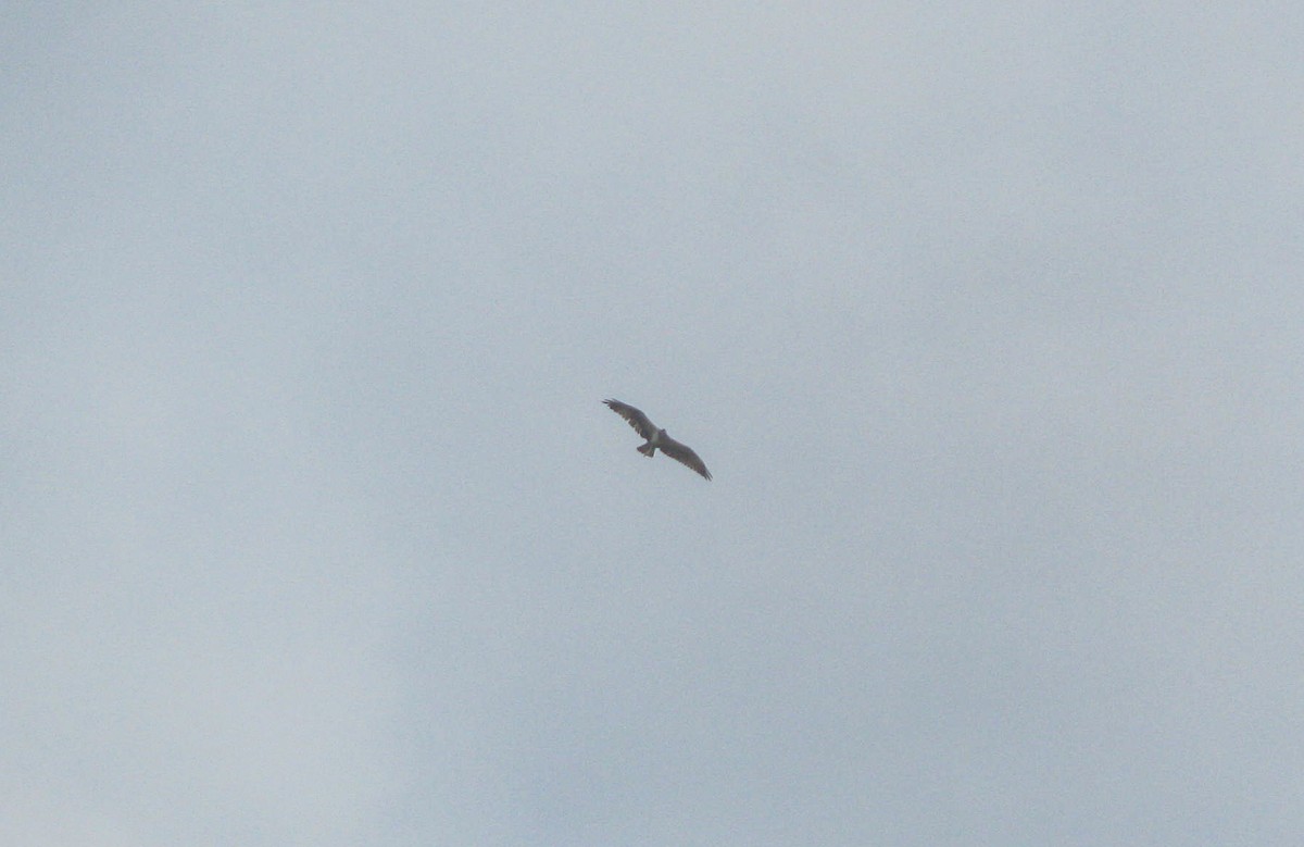 orlovec říční - ML646194066