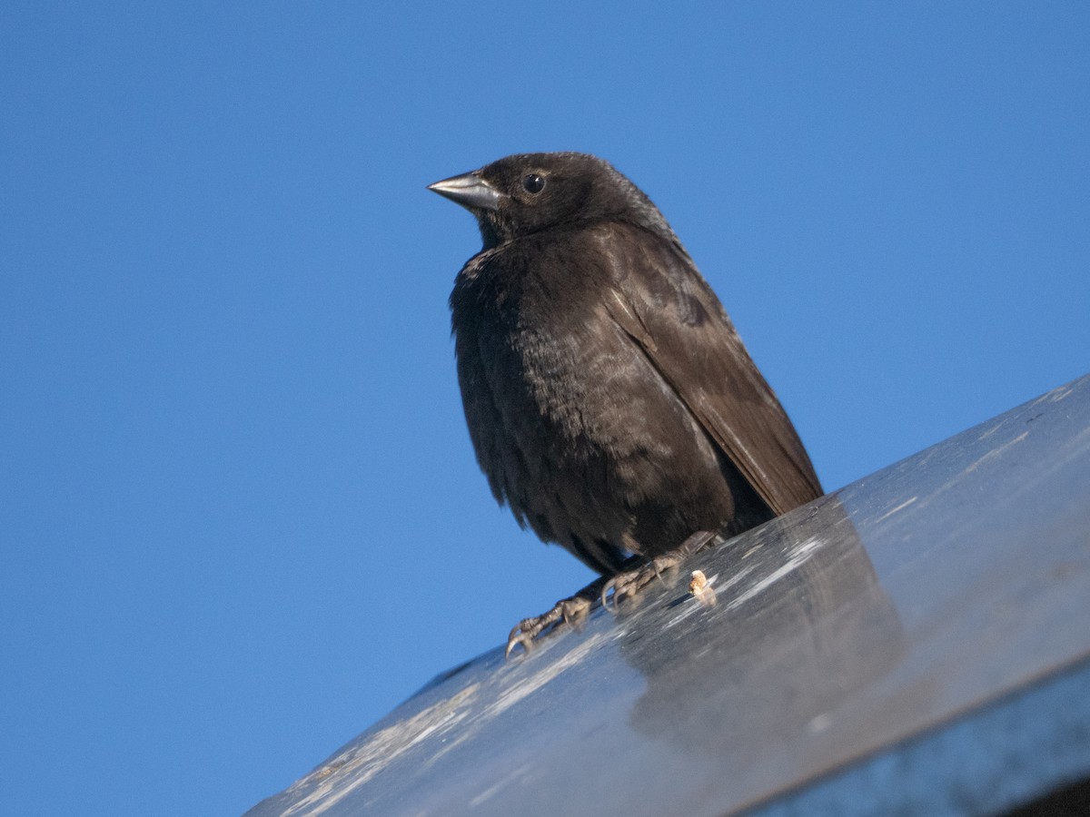 Shiny Cowbird - ML646194072