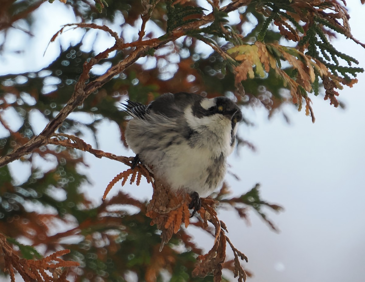 Black-throated Gray Warbler - ML646194081