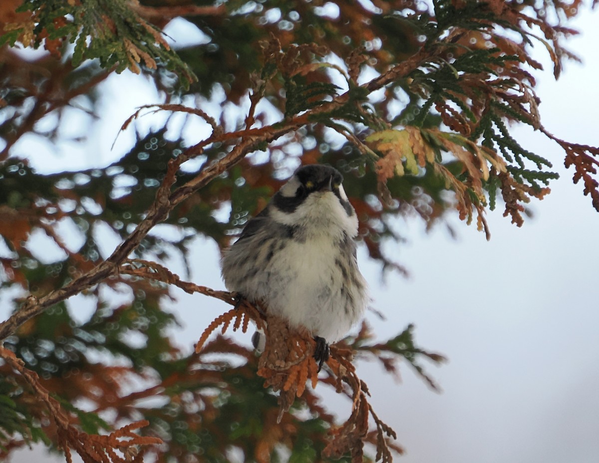 Black-throated Gray Warbler - ML646194083