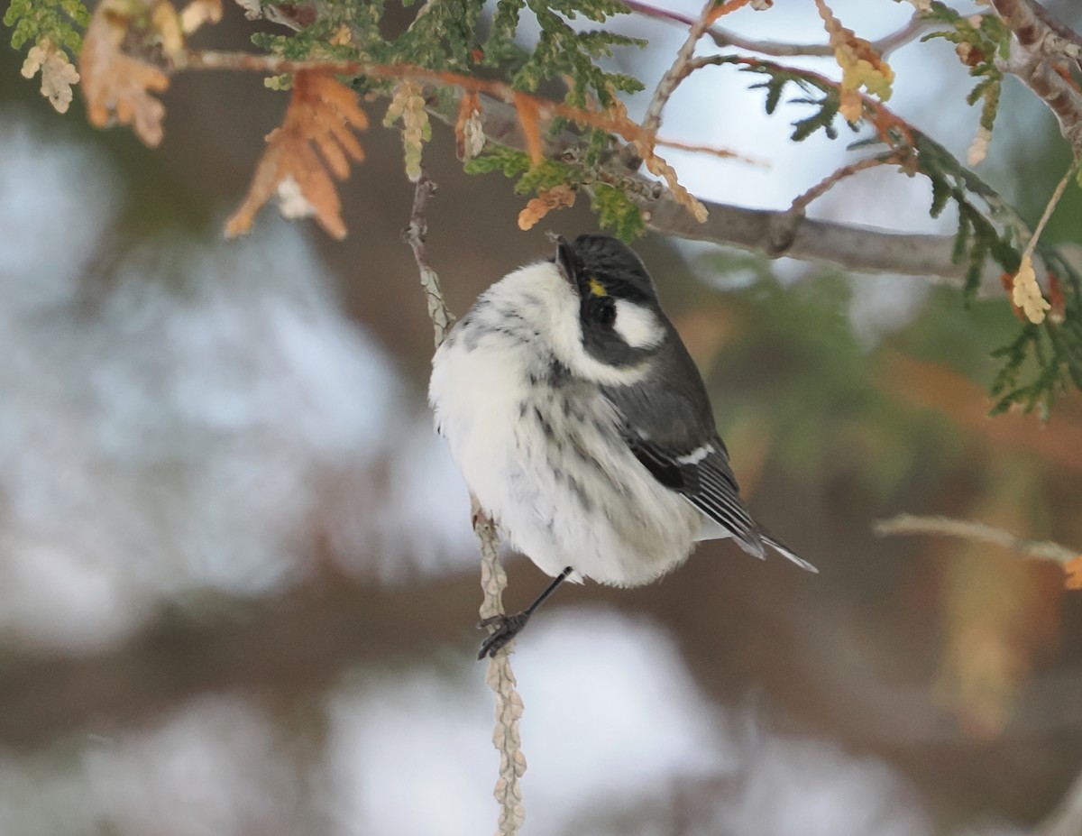 Black-throated Gray Warbler - ML646194084
