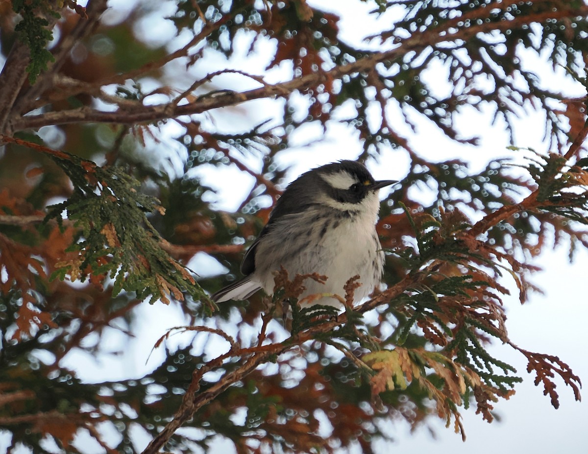 Black-throated Gray Warbler - ML646194085