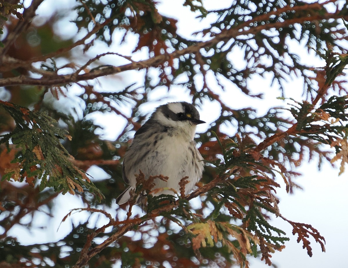 Black-throated Gray Warbler - ML646194086