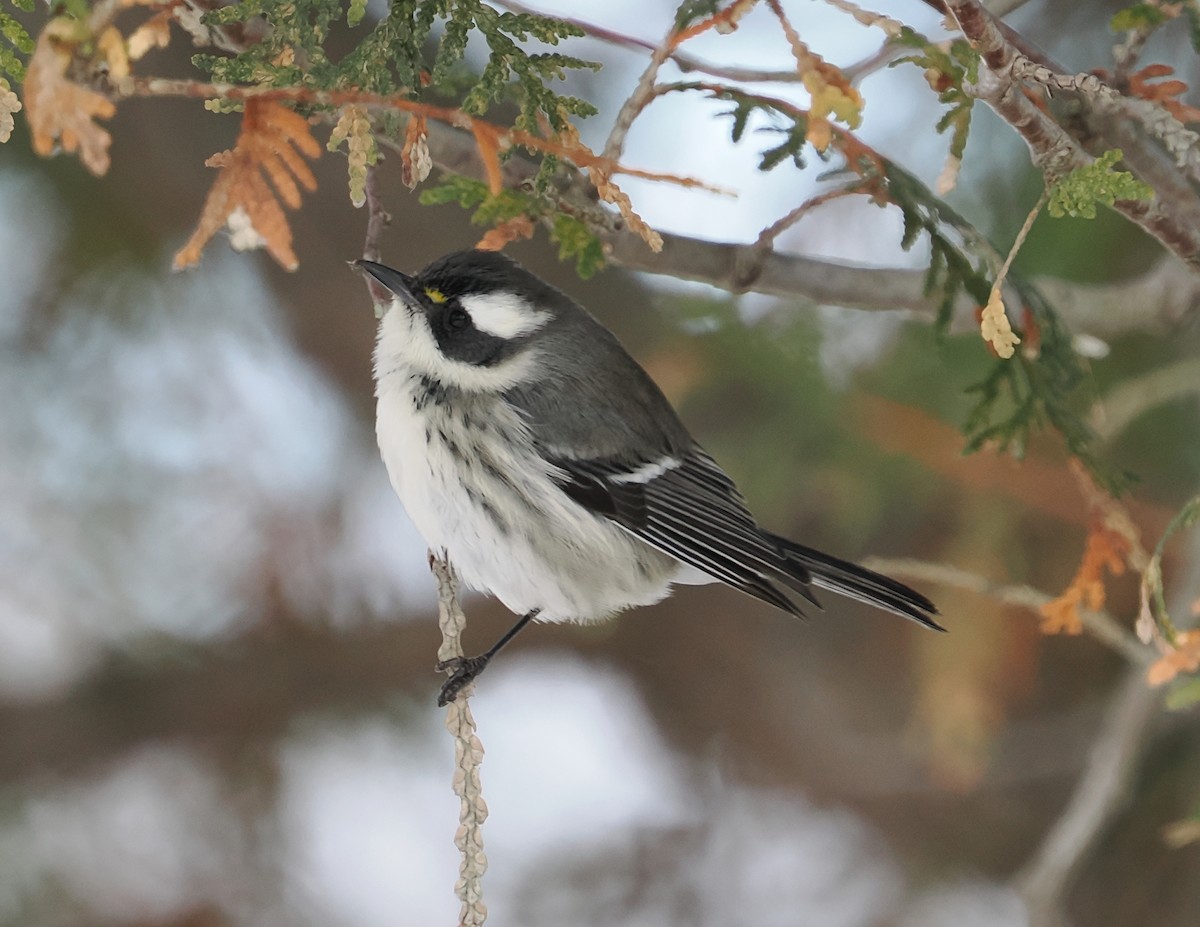 Black-throated Gray Warbler - ML646194087
