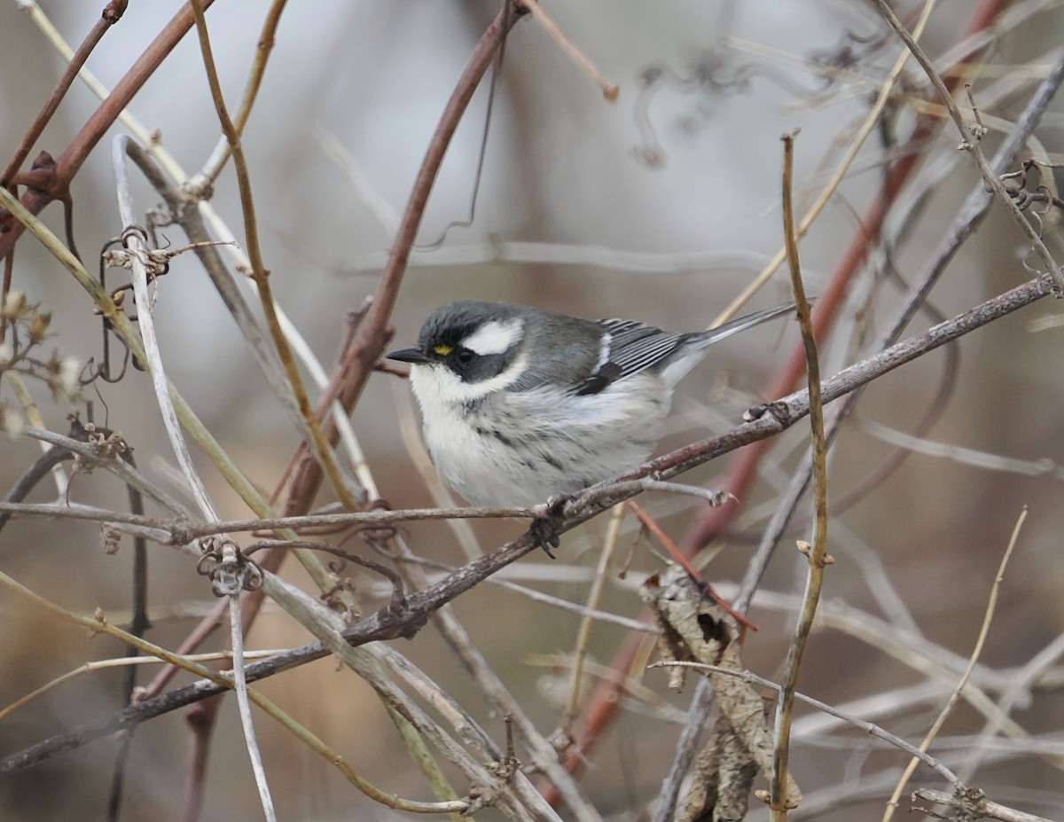 Black-throated Gray Warbler - ML646194088