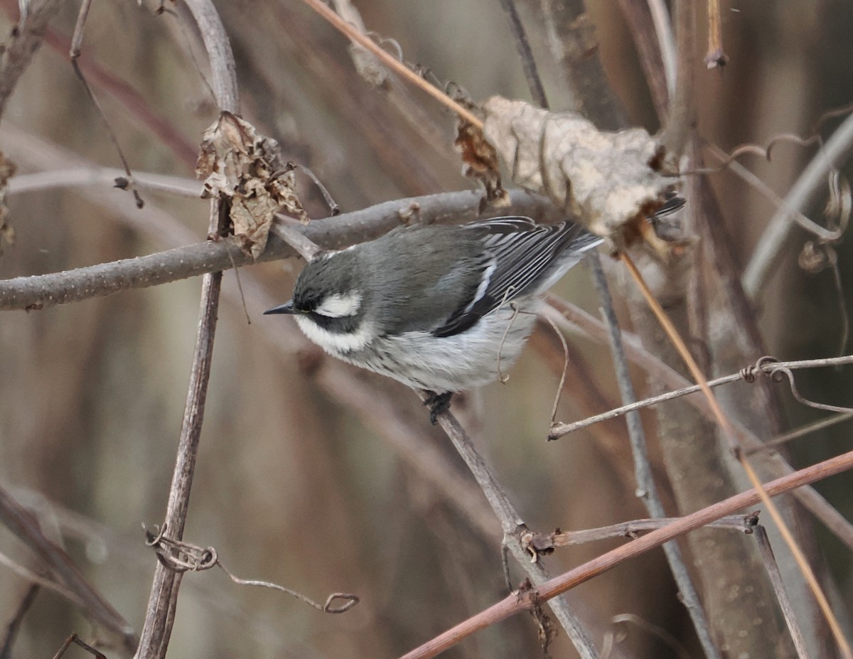 Black-throated Gray Warbler - ML646194089