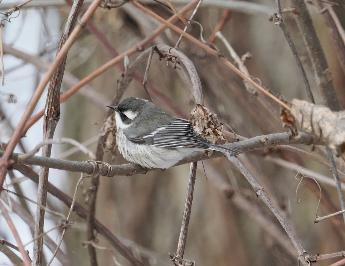 Black-throated Gray Warbler - ML646194090
