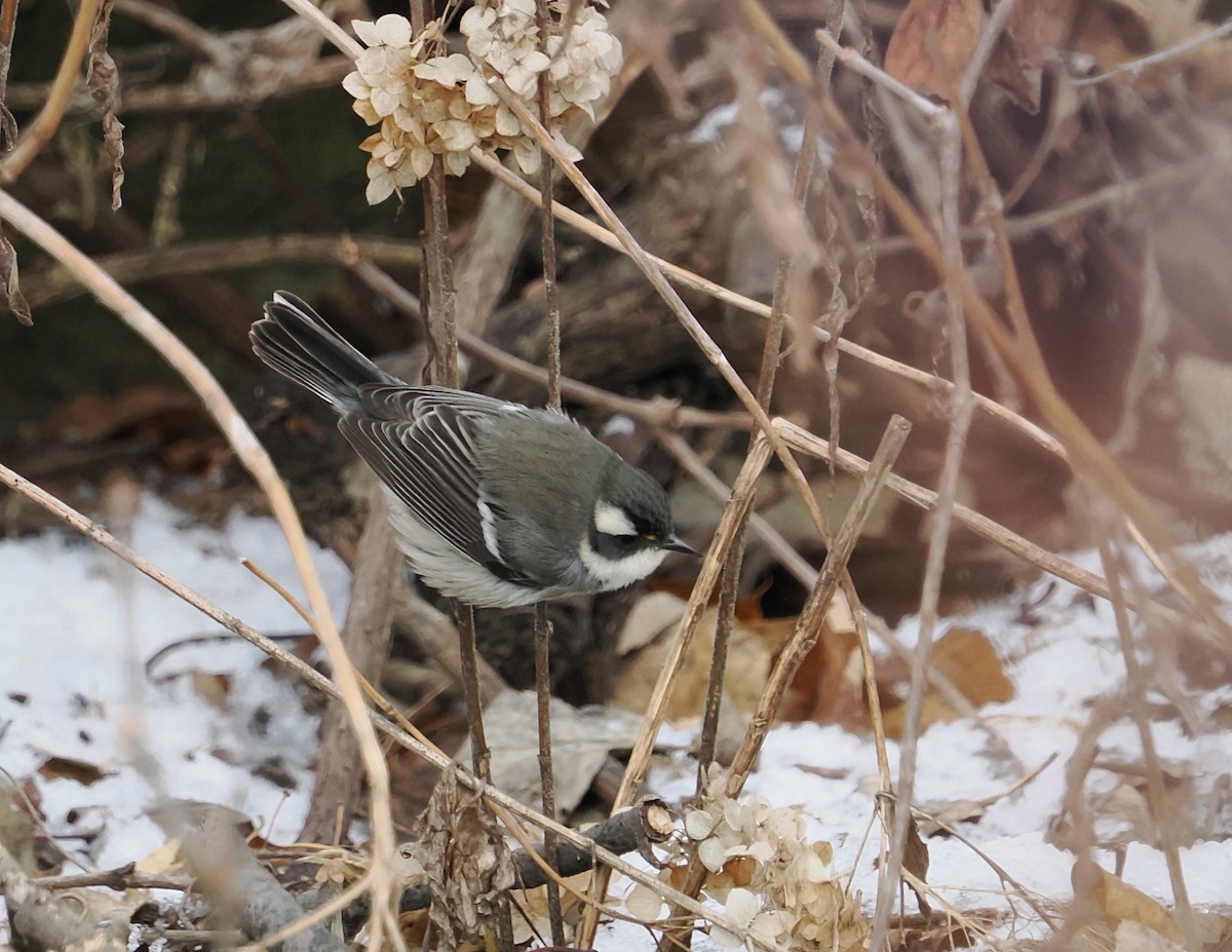 Black-throated Gray Warbler - ML646194091