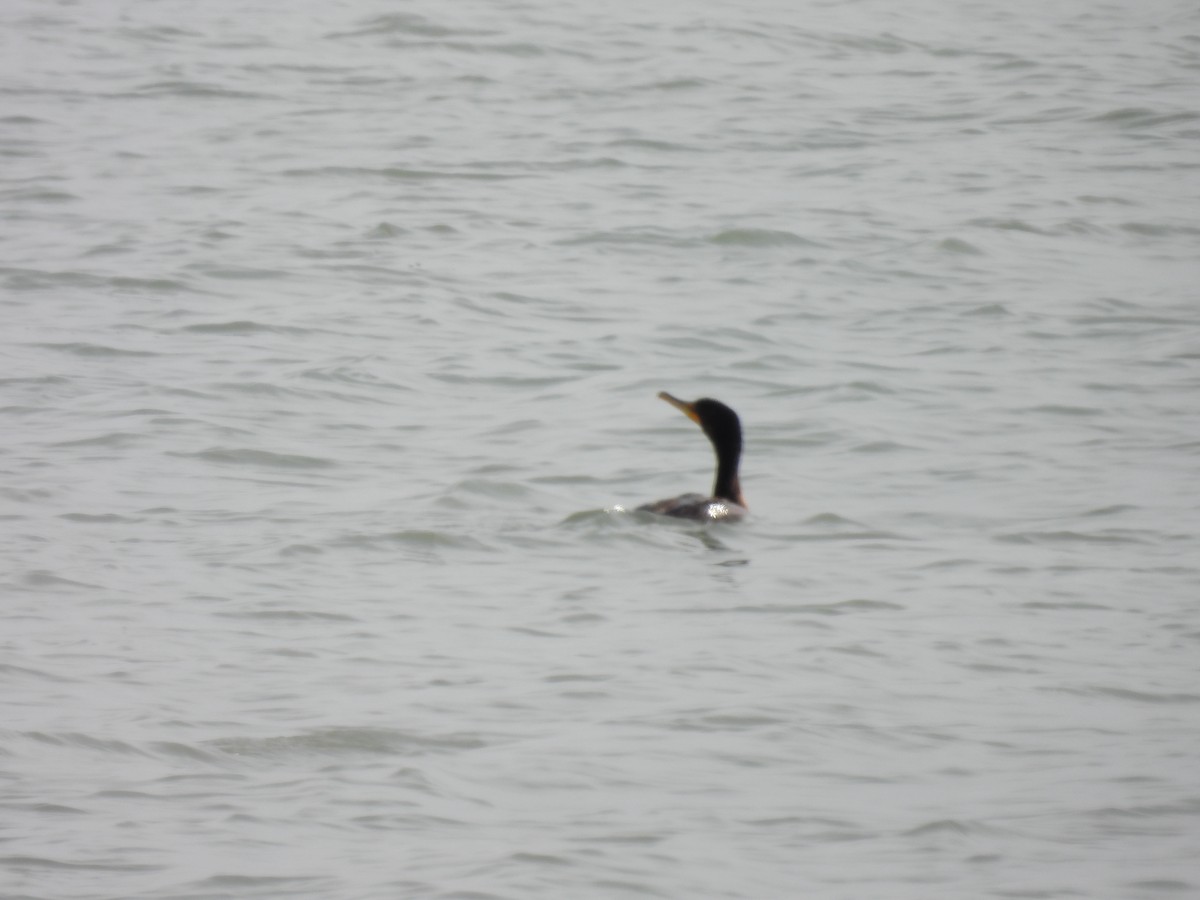 Double-crested Cormorant - ML646194092
