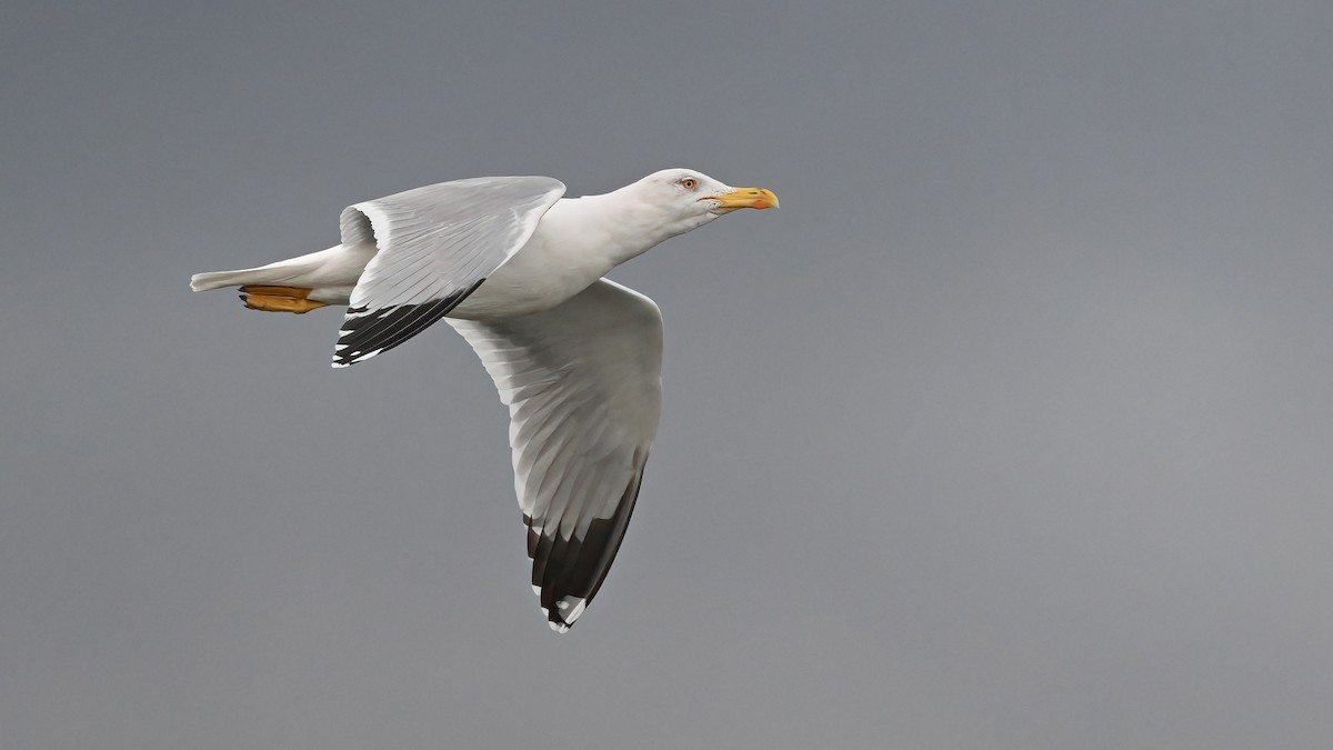 Yellow-legged Gull - ML646194093