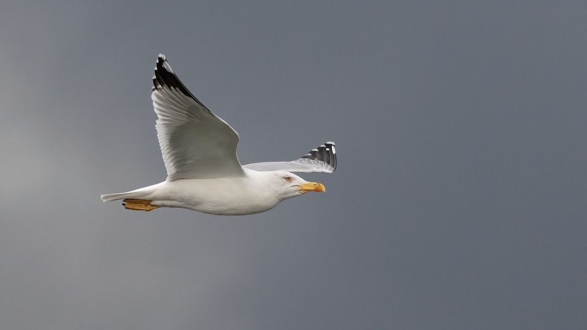 Yellow-legged Gull - ML646194094