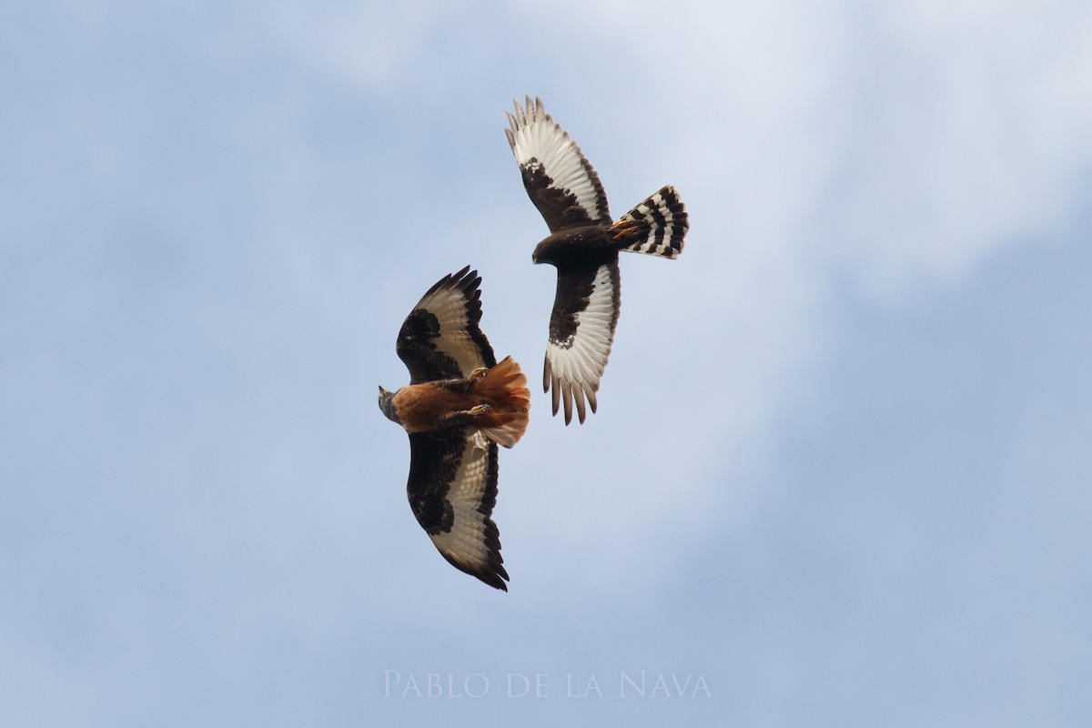 Jackal Buzzard - ML646194096