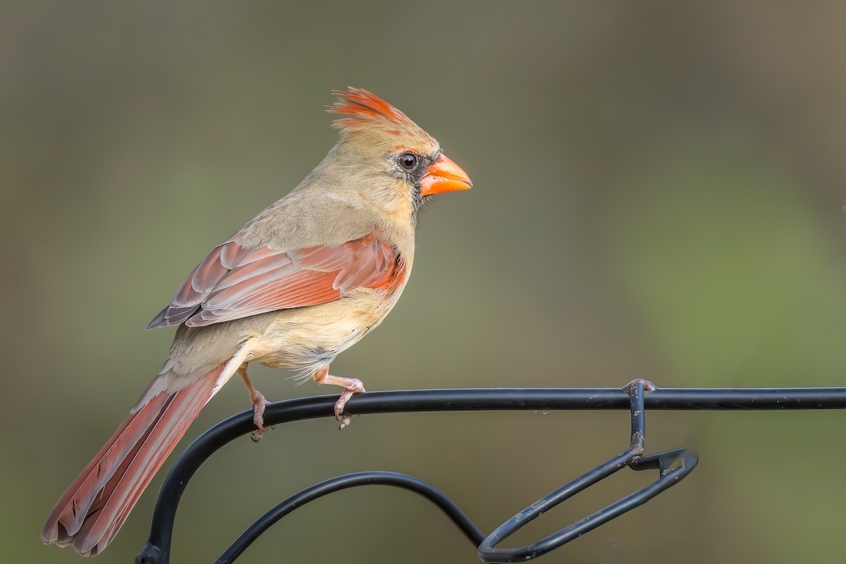 Northern Cardinal - ML646194097