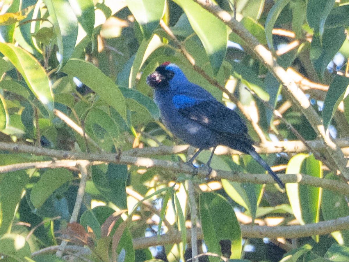 Diademed Tanager - ML646194101