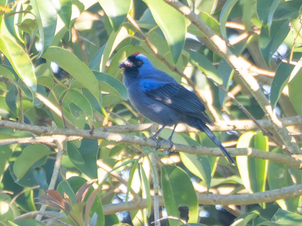 Diademed Tanager - ML646194102