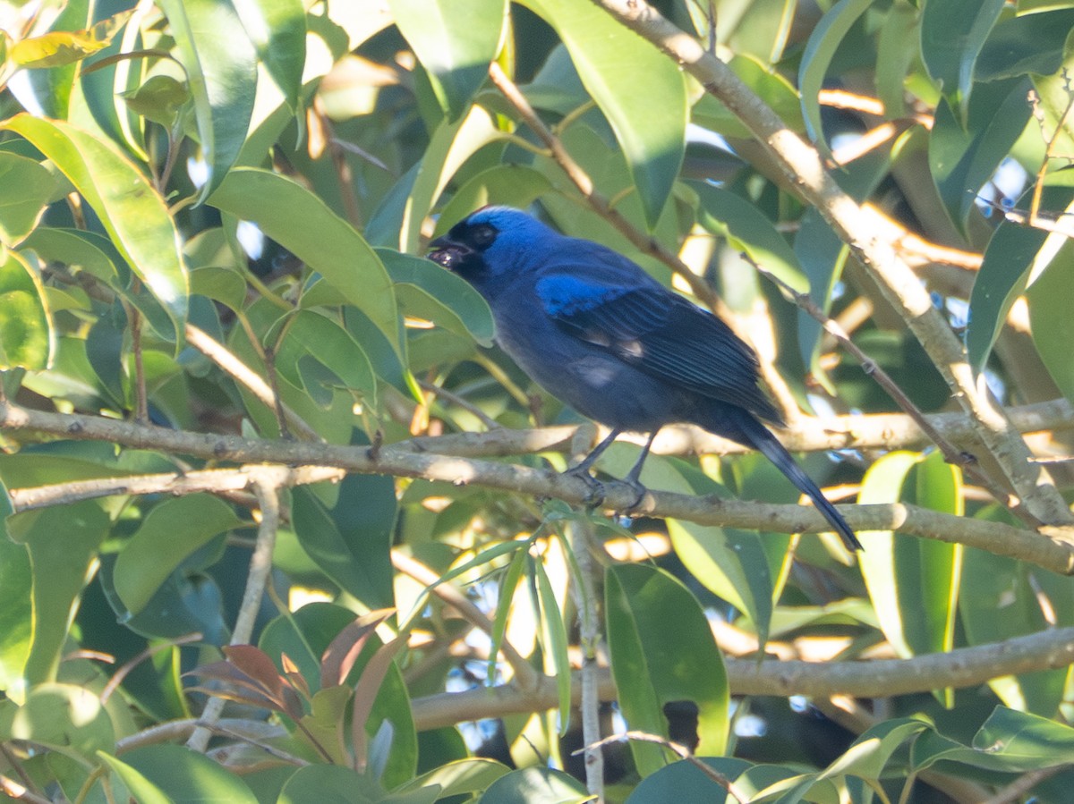 Diademed Tanager - ML646194103