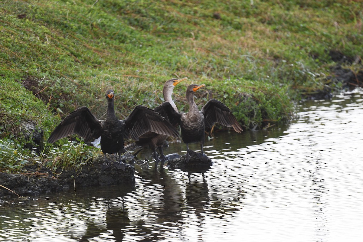 totoppskarv - ML646194113